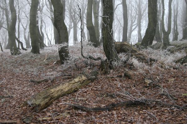 Nové Město u Mikulova, vrch Bouřňák, 11.11.2011
Buky na Bouřňáku.
Klíčová slova: Krušné hory Moldava Nové Město u Mikulova Bouřňák Buky na Bouřňáku