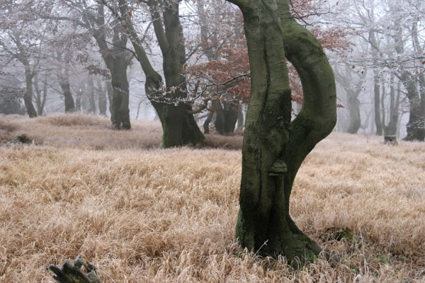 Nové Město u Mikulova, vrch Bouřňák, 11.11.2011
Buky na Bouřňáku.
Klíčová slova: Krušné hory Moldava Nové Město u Mikulova Bouřňák Buky na Bouřňáku