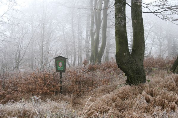 Nové Město u Mikulova, vrch Bouřňák, 11.11.2011
Buky na Bouřňáku.
Klíčová slova: Krušné hory Moldava Nové Město u Mikulova Bouřňák Buky na Bouřňáku