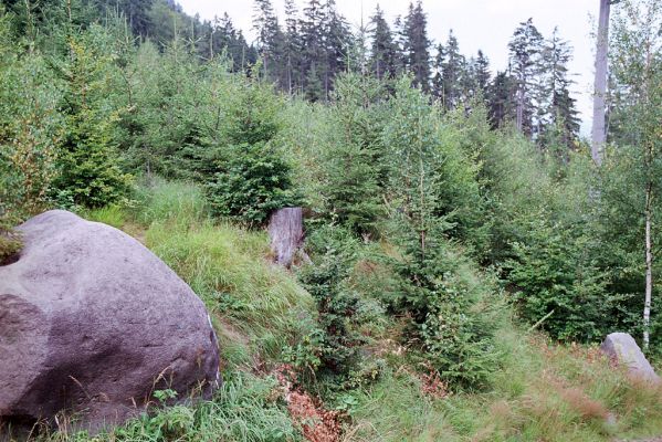 Božanov, 15.8.2004
Broumovské stěny - Božanovský Špičák. Biotop kovaříka Danosoma fasciata.




Klíčová slova: Božanov Broumovské stěny Božanovský Špičák Danosoma fasciata