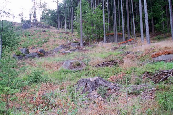 Božanov, 15.8.2004
Broumovské stěny - Božanovský Špičák. Biotop kovaříka Danosoma fasciata.



Mots-clés: Božanov Broumovské stěny Božanovský Špičák Danosoma fasciata Ampedus karpathicus