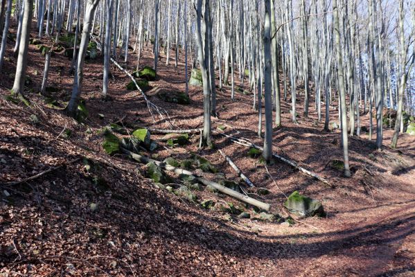 Božanov, 28.2.2021
Broumovské skály. Suťový les pod vrchem Pauł (nad Raubenschlossem).
Klíčová slova: Božanov Broumovské stěny vrch Pauł Raubenschloss suťový les