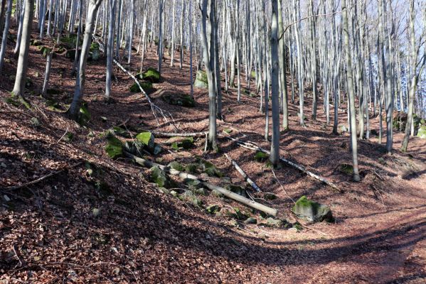 Božanov, 28.2.2021
Broumovské skály. Suťový les pod vrchem Pauł (nad Raubenschlossem).
Schlüsselwörter: Božanov Broumovské stěny vrch Pauł Raubenschloss suťový les