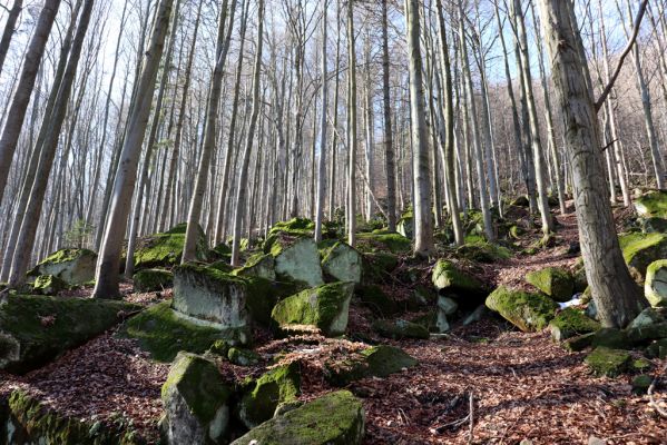 Božanov, 28.2.2021
Broumovské skály. Suťový les pod vrchem Pauł (nad Raubenschlossem).
Klíčová slova: Božanov Broumovské stěny vrch Pauł Raubenschloss suťový les