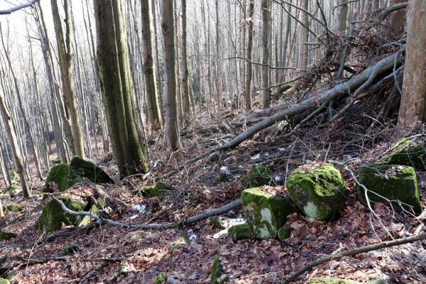 Božanov, 28.2.2021
Broumovské skály. Suťový les pod vrchem Pauł (nad Raubenschlossem).
Klíčová slova: Božanov Broumovské stěny vrch Pauł Raubenschloss suťový les
