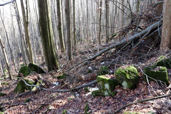 Božanov, 28.2.2021
Broumovské skály. Suťový les pod vrchem Pauł (nad Raubenschlossem).
Schlüsselwörter: Božanov Broumovské stěny vrch Pauł Raubenschloss suťový les