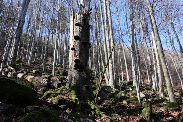 Božanov, 28.2.2021
Broumovské skály. Suťový les pod vrchem Pauł (nad Raubenschlossem).
Klíčová slova: Božanov Broumovské stěny vrch Pauł Raubenschloss suťový les