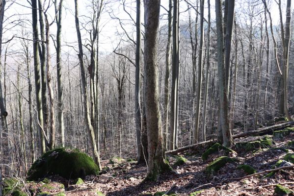 Božanov, 28.2.2021
Broumovské skály. Suťový les pod vrchem Pauł (nad Raubenschlossem).
Schlüsselwörter: Božanov Broumovské stěny vrch Pauł Raubenschloss suťový les