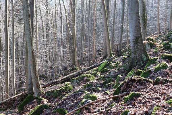 Božanov, 28.2.2021
Broumovské skály. Suťový les pod vrchem Pauł (nad Raubenschlossem).
Klíčová slova: Božanov Broumovské stěny vrch Pauł Raubenschloss suťový les