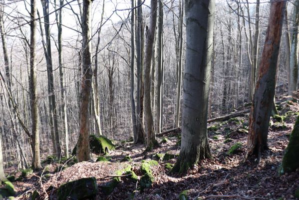 Božanov, 28.2.2021
Broumovské skály. Suťový les pod vrchem Pauł (nad Raubenschlossem).
Mots-clés: Božanov Broumovské stěny vrch Pauł Raubenschloss suťový les Ampedus erythrogonus