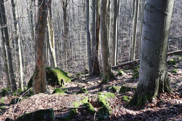 Božanov, 28.2.2021
Broumovské skály. Suťový les pod vrchem Pauł (nad Raubenschlossem).
Klíčová slova: Božanov Broumovské stěny vrch Pauł Raubenschloss suťový les Ampedus erythrogonus