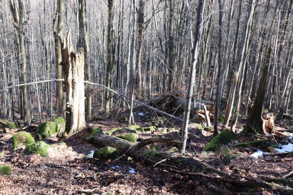 Božanov, 28.2.2021
Broumovské skály. Suťový les pod vrchem Pauł (nad Raubenschlossem).
Keywords: Božanov Broumovské stěny vrch Pauł Raubenschloss suťový les