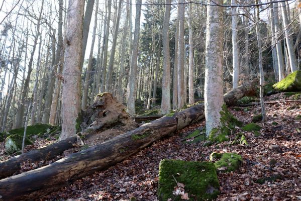 Božanov, 28.2.2021
Broumovské skály. Suťový les pod vrchem Pauł (nad Raubenschlossem).
Keywords: Božanov Broumovské stěny vrch Pauł Raubenschloss suťový les Ampedus erythrogonus Denticollis rubens