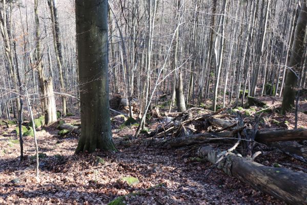 Božanov, 28.2.2021
Broumovské skály. Suťový les pod vrchem Pauł (nad Raubenschlossem).
Schlüsselwörter: Božanov Broumovské stěny vrch Pauł Raubenschloss suťový les