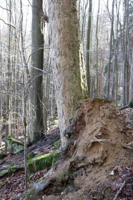 Božanov, 28.2.2021
Broumovské skály. Suťový les pod vrchem Pauł (nad Raubenschlossem).
Mots-clés: Božanov Broumovské stěny vrch Pauł Raubenschloss suťový les Ampedus erythrogonus