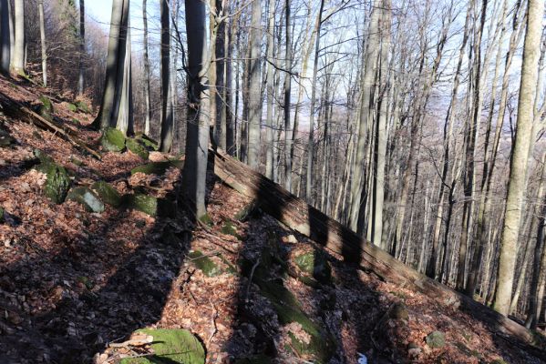 Božanov, 28.2.2021
Broumovské skály. Suťový les pod vrchem Pauł (nad Raubenschlossem).
Klíčová slova: Božanov Broumovské stěny vrch Pauł Raubenschloss suťový les Denticollis rubens