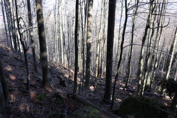 Božanov, 28.2.2021
Broumovské skály. Suťový les pod vrchem Pauł (nad Raubenschlossem). 
Klíčová slova: Božanov Broumovské stěny vrch Pauł Raubenschloss suťový les