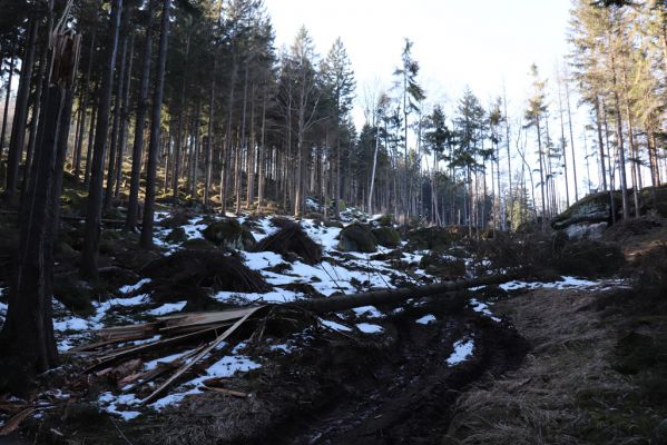 Božanov, 28.2.2021
Broumovské stěny, Suchý vrch.
Klíčová slova: Božanov Broumovské stěny Suchý vrch Dendrophagus crenatus Ampedus karpathicus