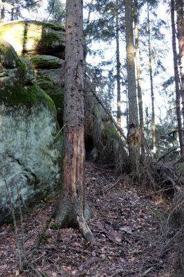 Božanov, 28.2.2021
Broumovské stěny, Suchý vrch. Biotop Dendrophagus crenatus.
Klíčová slova: Božanov Broumovské stěny Suchý vrch Dendrophagus crenatus