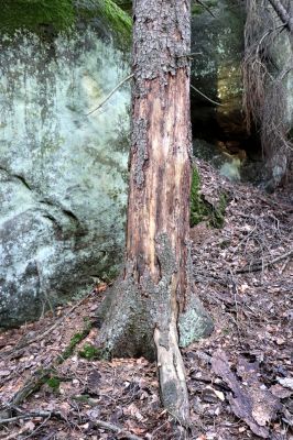 Božanov, 28.2.2021
Broumovské stěny, Suchý vrch. Biotop Dendrophagus crenatus.
Klíčová slova: Božanov Broumovské stěny Suchý vrch Dendrophagus crenatus