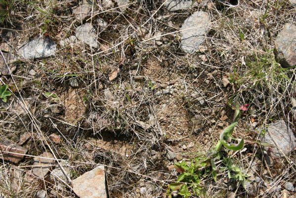 Boží Dar, 30.5.2012
Cyklokrosový areál pod Neklidem - bitop kovaříka Zorochros dermestoides.
Klíčová slova: Krušné hory Boží Dar Neklid Zorochros dermestoides