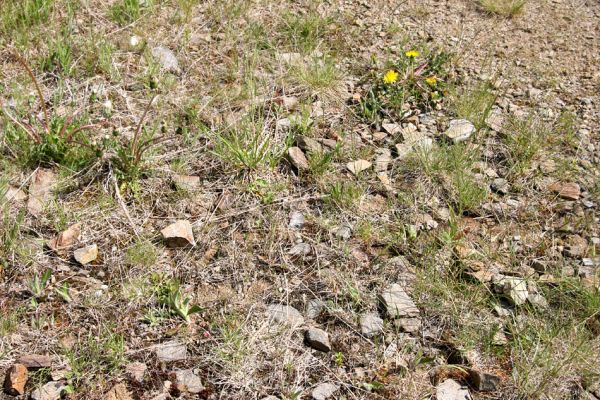 Boží Dar, 30.5.2012
Cyklokrosový areál pod Neklidem - bitop kovaříka Zorochros dermestoides.
Mots-clés: Krušné hory Boží Dar Neklid Zorochros dermestoides