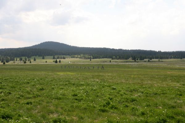 Boží Dar, 30.5.2012
Božídarské rašeliniště a Božídarský Špičák.
Schlüsselwörter: Krušné hory Boží Dar Božídarské rašeliniště Božídarský Špičák Actenicerus siaelandicus Ctenicera pectinicornis Aplotarsus incanus