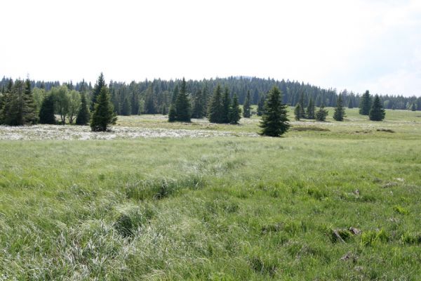 Boží Dar, 30.5.2012
Božídarské rašeliniště.
Schlüsselwörter: Krušné hory Boží Dar Božídarské rašeliniště Actenicerus siaelandicus Ctenicera pectinicornis Aplotarsus incanus