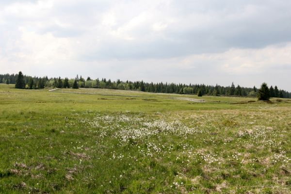 Boží Dar, 30.5.2012
Božídarské rašeliniště.
Schlüsselwörter: Krušné hory Boží Dar Božídarské rašeliniště Actenicerus siaelandicus Ctenicera pectinicornis Aplotarsus incanus