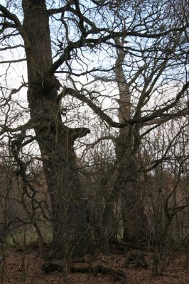 Břeclav - obora Soutok, 11.11.2015
Malé Lány - solitérní duby na severním okraji louky.


Schlüsselwörter: Břeclav obora Soutok Malé Lány Cardiophorus dolini gramineus Ampedus cardinalis