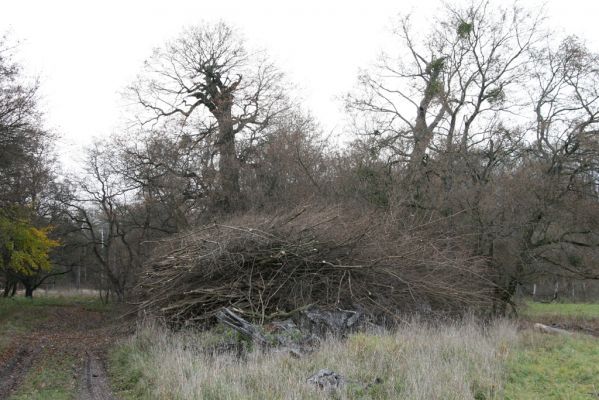 Břeclav - obora Soutok, 11.11.2015
Malé Lány - solitérní duby na severním okraji louky.

Keywords: Břeclav obora Soutok Malé Lány Cardiophorus dolini gramineus Ampedus cardinalis