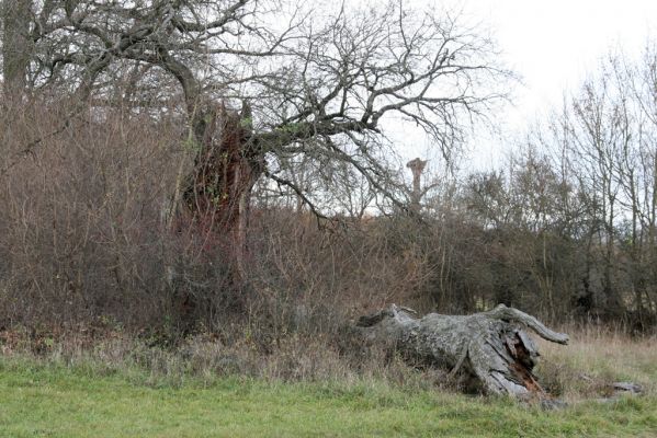 Břeclav - obora Soutok, 11.11.2015
Malé Lány - rozlomený dub na okraji louky.


Klíčová slova: Břeclav obora Soutok Malé Lány Cardiophorus dolini gramineus Ampedus cardinalis