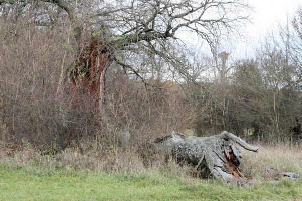 Břeclav - obora Soutok, 11.11.2015
Malé Lány - rozlomený dub na okraji louky.


Schlüsselwörter: Břeclav obora Soutok Malé Lány Cardiophorus dolini gramineus Ampedus cardinalis