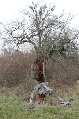 Břeclav - obora Soutok, 11.11.2015
Malé Lány - rozlomený dub na okraji louky.



Klíčová slova: Břeclav obora Soutok Malé Lány Cardiophorus dolini gramineus Ampedus cardinalis