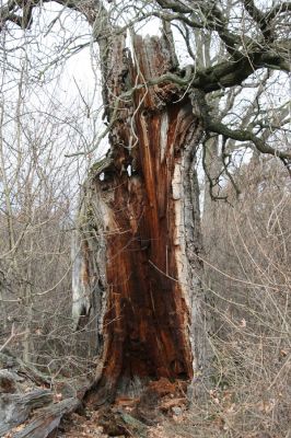 Břeclav - obora Soutok, 11.11.2015
Malé Lány - rozlomený dub na severním okraji louky.



Keywords: Břeclav obora Soutok Malé Lány Cardiophorus dolini gramineus Ampedus cardinalis