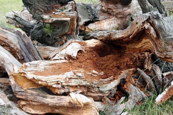 Břeclav - obora Soutok, 11.11.2015
Malé Lány - padlý rozlomený dub na okraji louky. Biotop kovaříka Ampedus cardinalis.



Mots-clés: Břeclav obora Soutok Malé Lány Ampedus cardinalis