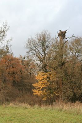 Břeclav - obora Soutok, 11.11.2015
Malé Lány - dub s čapím hnízdem na severním okraji louky.



Klíčová slova: Břeclav obora Soutok Malé Lány Cardiophorus dolini gramineus Ampedus cardinalis Ectamenogonus montandoni