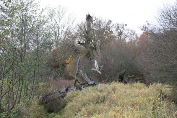 Břeclav - obora Soutok, 11.11.2015
Malé Lány - duby na severním okraji louky.



Keywords: Břeclav obora Soutok Malé Lány Cardiophorus dolini gramineus Ampedus cardinalis Ectamenogonus montandoni