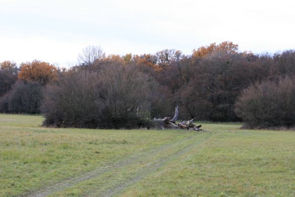 Břeclav - obora Soutok, 11.11.2015
Malé Lány - rozlomený dub na severním okraji louky.



Keywords: Břeclav obora Soutok Malé Lány Cardiophorus dolini gramineus Ampedus cardinalis