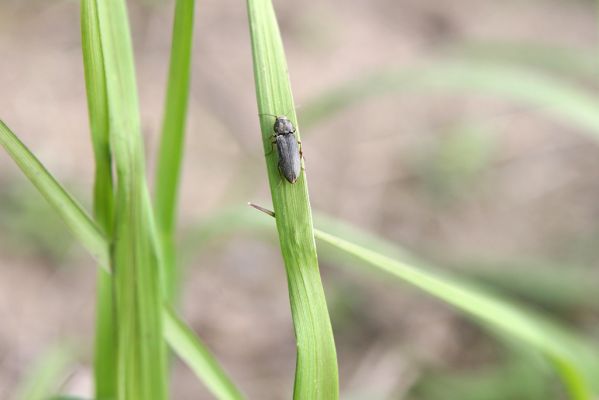 Brambory, 6.5.2017
Písčiny u Brambor. Kovařík Dicronychus equiseti.
Schlüsselwörter: Brambory Dicronychus equiseti