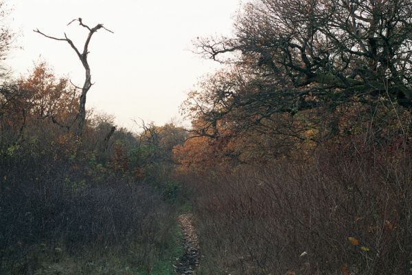 Bratislava - Vajnory, 13.11.2003
Čierna Voda. NPR Šúr - Panónský háj. Zarostlý pastevní les, kdysi slavná entomologická lokalita, v současnosti připomíná spíše pohádku o Šípkové Růžence.
Keywords: Bratislava Čierna Voda NPR Šúr Panónsky háj Cardiophorus anticus