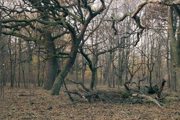 Bratislava - Vajnory, 13.11.2003
Čierna Voda. NPR Šúr - Panónský háj. 
Schlüsselwörter: Btatislava Čierna Voda NPR Šúr Panónský háj