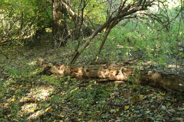 Bratislava, 30.10.2009
Vlčie hrdlo. Trouchnivý kmen v lužním lese.
Schlüsselwörter: Bratislava Vlčie hrdlo