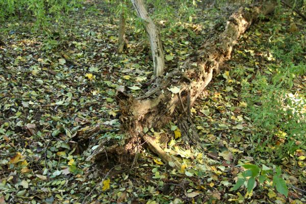 Bratislava, 30.10.2009
Vlčie hrdlo. Trouchnivý kmen v lužním lese.
Schlüsselwörter: Bratislava Vlčie hrdlo