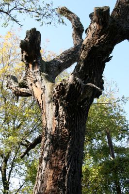 Bratislava, 30.10.2009
Vlčie hrdlo. Dub prožraný tesaříky Cerambyx cerdo u cesty na Ostrov Kopáč.
Klíčová slova: Bratislava Vlčie hrdlo Cerambyx cerdo