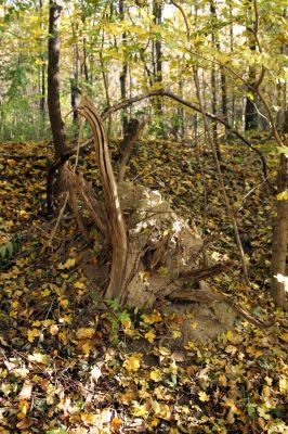 Bratislava, 30.10.2009
Vlčie hrdlo. Trouchnivý pařez.
Schlüsselwörter: Bratislava Vlčie hrdlo