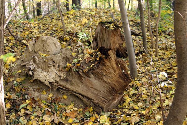 Bratislava, 30.10.2009
Vlčie hrdlo. Trouchnivé pařezy.
Schlüsselwörter: Bratislava Vlčie hrdlo Cardiophorus anticus Procraerus tibialis Ampedus elegantulus pomorum elongatulus