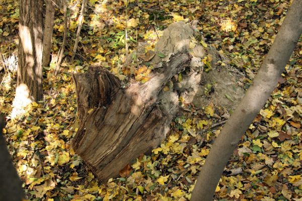 Bratislava, 30.10.2009
Vlčie hrdlo. Trouchnivý pařez.
Schlüsselwörter: Bratislava Vlčie hrdlo