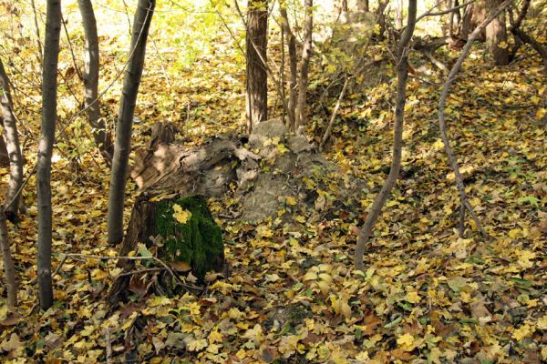 Bratislava, 30.10.2009
Vlčie hrdlo. Trouchnivé pařezy.
Schlüsselwörter: Bratislava Vlčie hrdlo Cardiophorus anticus Procraerus tibialis Ampedus elegantulus pomorum elongatulus