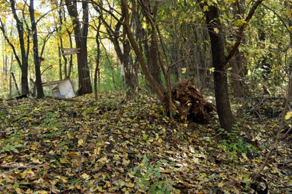 Bratislava, 30.10.2009
Vlčie hrdlo. Nízký hlinitý val - produkt místního lesního hospodářství. Vznikl nahrnutím zeminy a vytržených pařezů z nové paseky asi před dvaceti lety. V součastnosti již většina pařezů ztrouchnivěla - na snímku jeden z posledních mohykánů.
Mots-clés: Bratislava Vlčie hrdlo Cardiophorus anticus Procraerus tibialis Ampedus elegantulus pomorum elongatulus